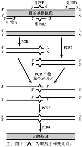 引物RT cDn是什么？它在分子生物学中扮演着怎样的角色？  第1张