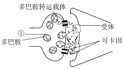 多巴胺是脑内分泌的一种神经递质,主要负责大脑的情欲,感觉,兴奋及