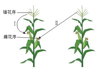 自然状态下的玉米可以同株异花传粉(如Ⅰ),也可以在植株间相互传粉(如