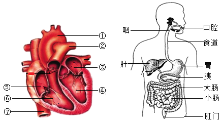 心脏部位图解图片