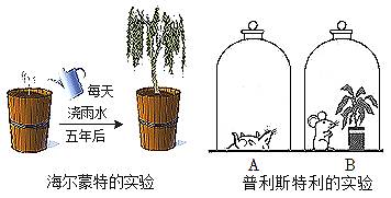 海尔蒙特实验图片