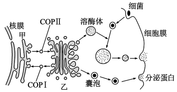 胃腺细胞结构示意图图片