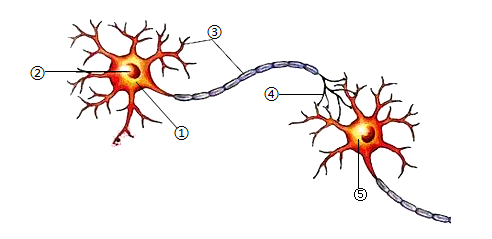 一根神经的构成结构图图片