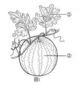 非生物因素对生物的影响综合题练习题及答案