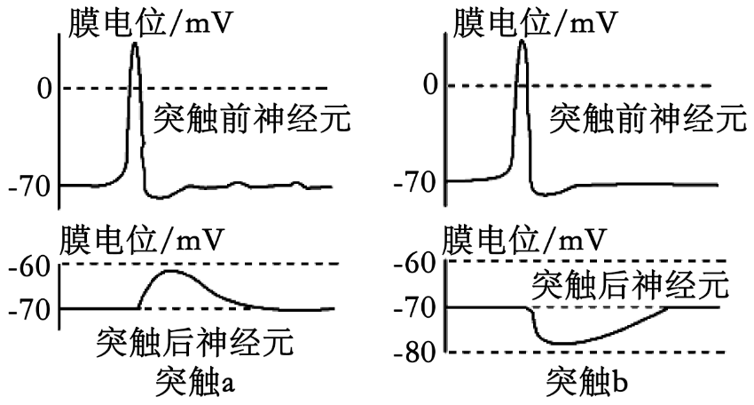 神经传导电位变化图图片