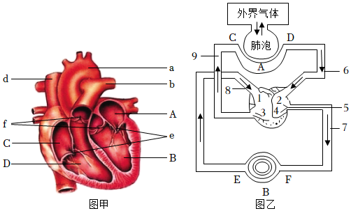 心脏的四个腔的简易图图片