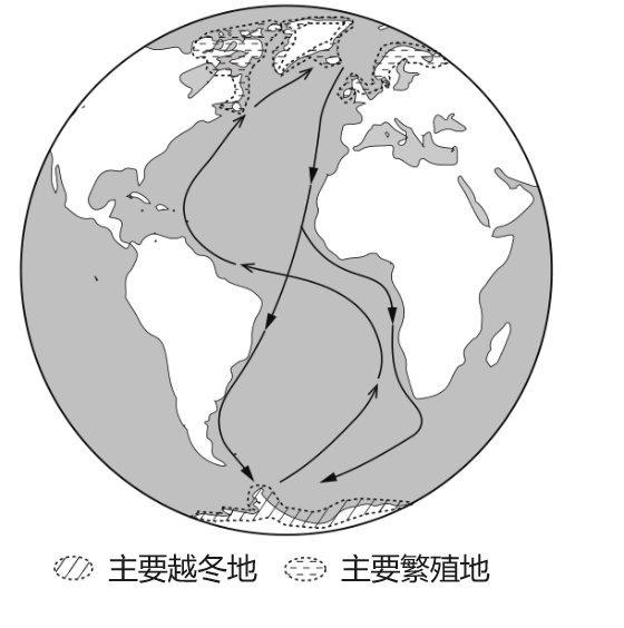 北极燕鸥迁徙路线图片