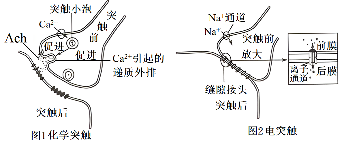 突触前抑制图片