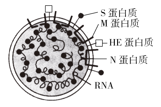 将sars病毒的遗传物质彻底水解可以得到六种产物c