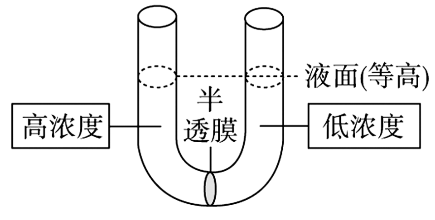 低浓度溶液，半透膜允许单糖通过。据图分析，下列叙述正确的是（　　）a．若两侧加入蔗糖溶液，则高浓度一