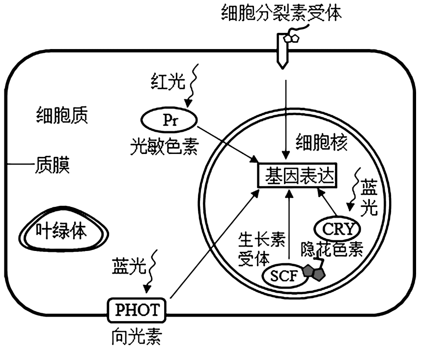 光合作用色素分布图片