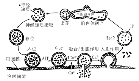 2024屆遼寧省高三開年摸底聯考生物試題-組卷網