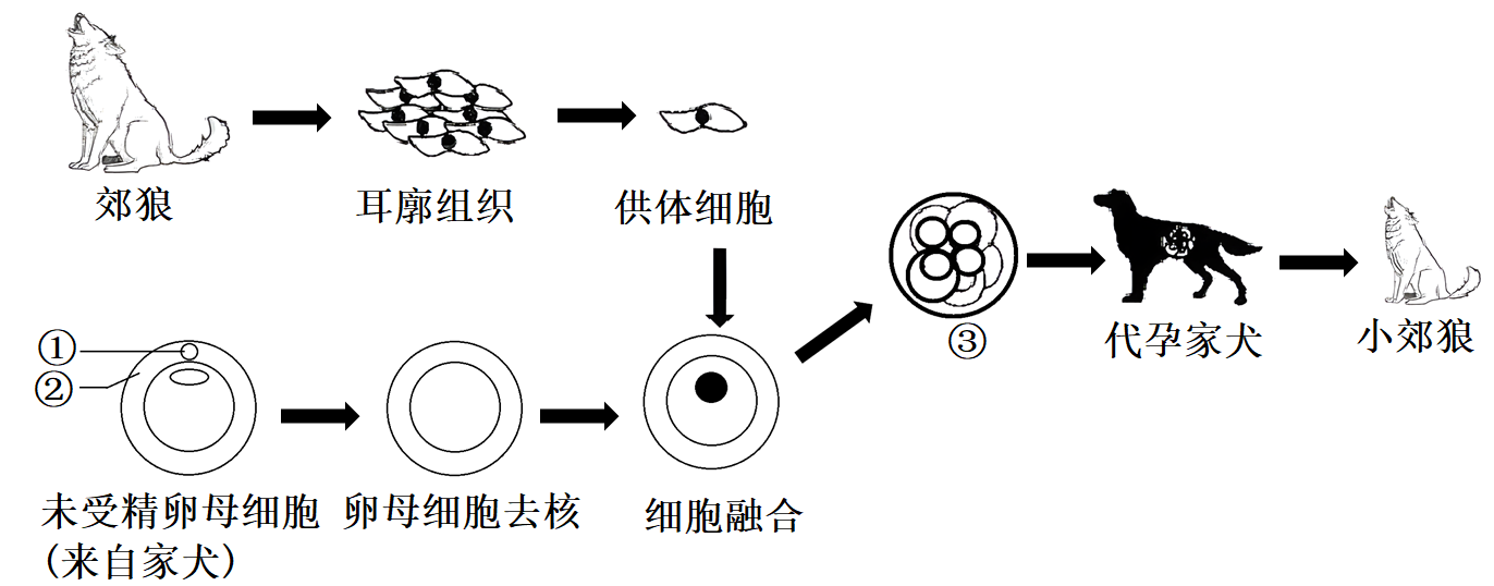 濒临灭绝,科研人员利用种间体细胞核移植技术(iscnt)培育小郊狼的流程