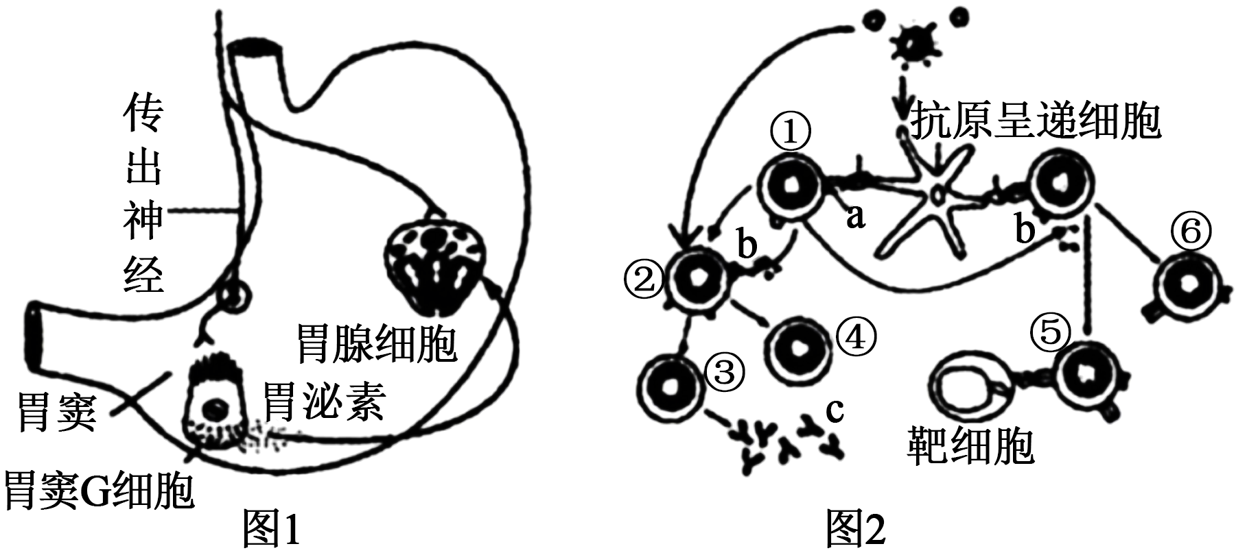 高中生物免疫调节图解图片