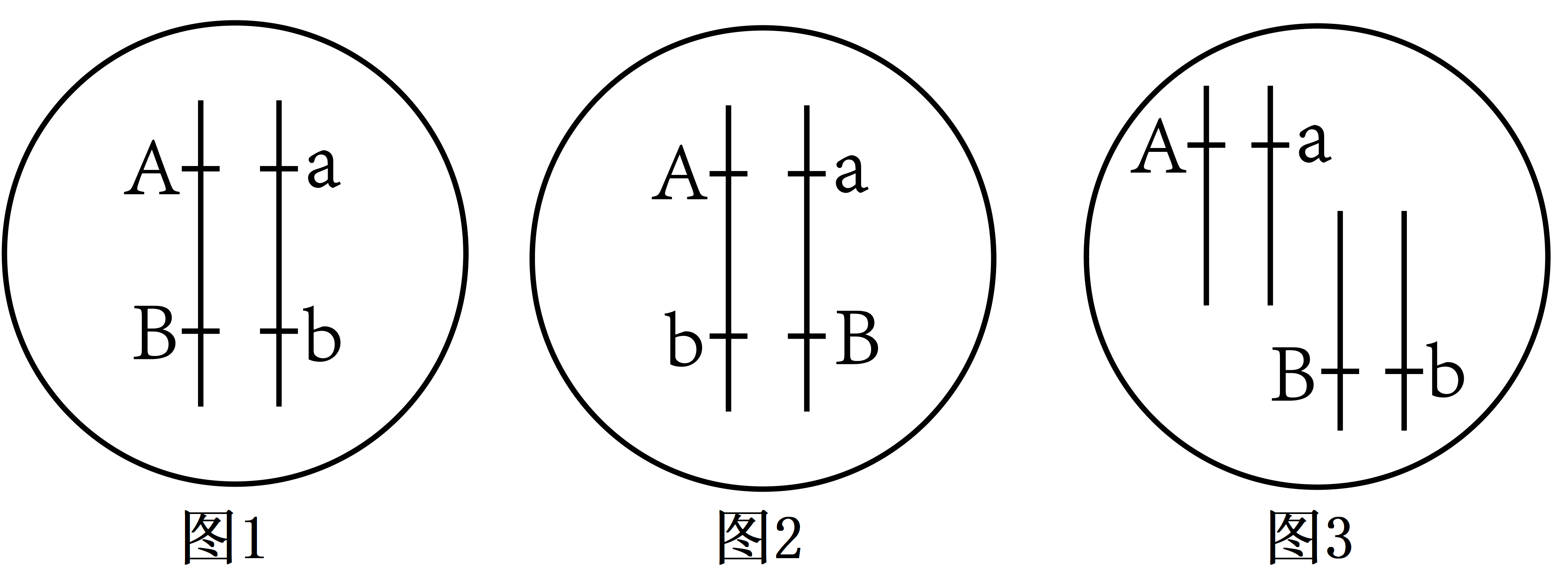 位于非同源染色体上的两对等位基因可以自由组合