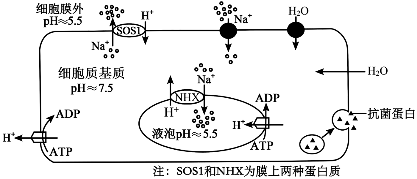 海水稻培育过程原理图片