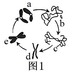 马蛔虫染色体示意图图片