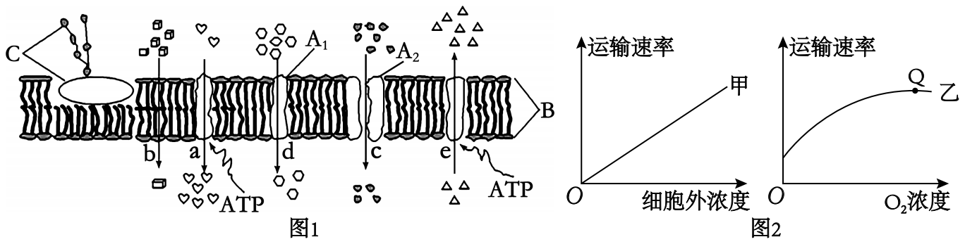 下图1为物质出入细胞膜的示意图ae表示运输方式图2为物质跨膜运输的