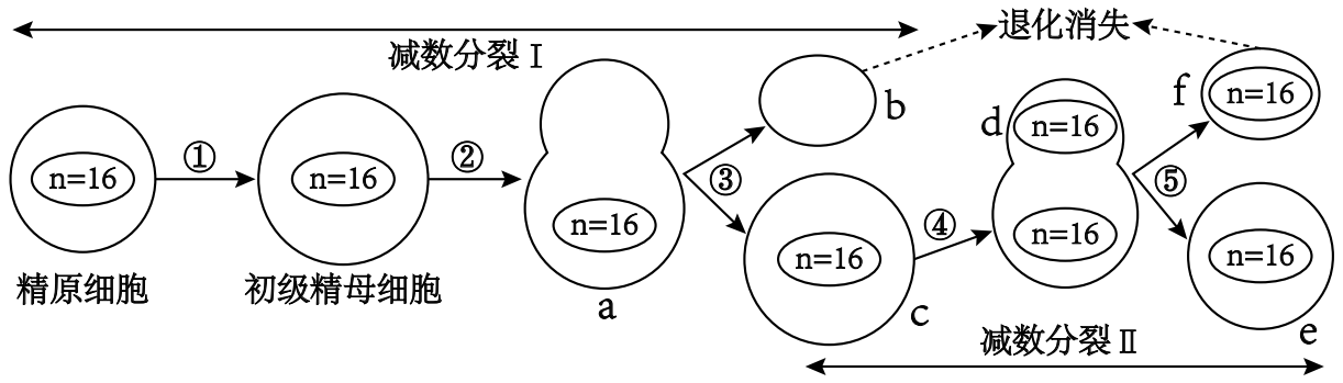 蜜蜂为社会性昆虫,由蜂王(2n=32),雄蜂(n=16),工蜂(2n=32)等个体组成