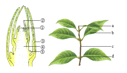 生物叶芽的结构图片图片