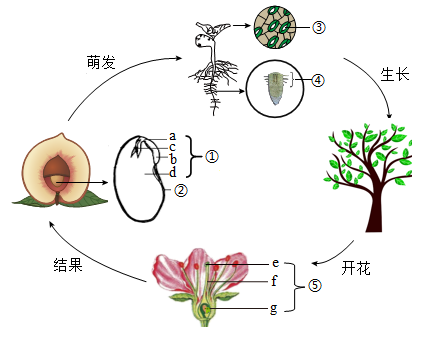 甲藻结构图图片
