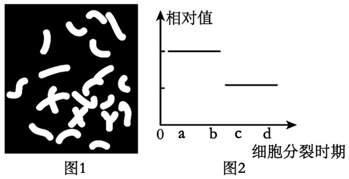 小鼠染色体手绘图图片