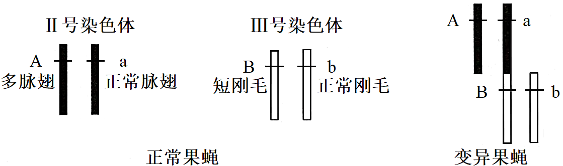 变异果蝇的三条染色体在减数分裂中会