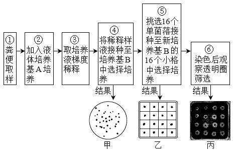 研究人员从反刍动物粪便中分离筛选纤维素分解菌,步骤如下