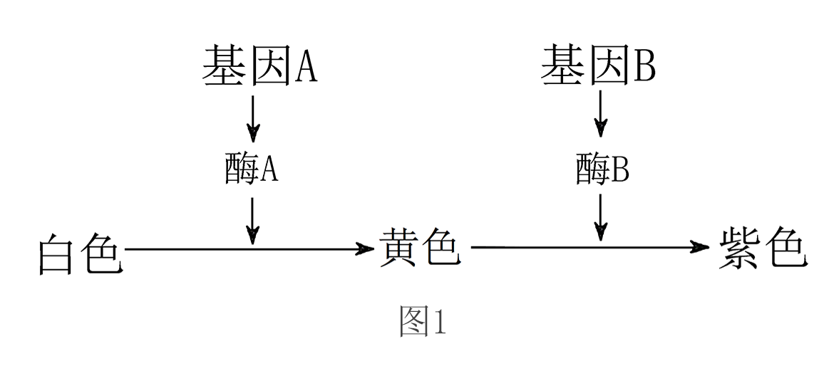 玉米遗传图解图片