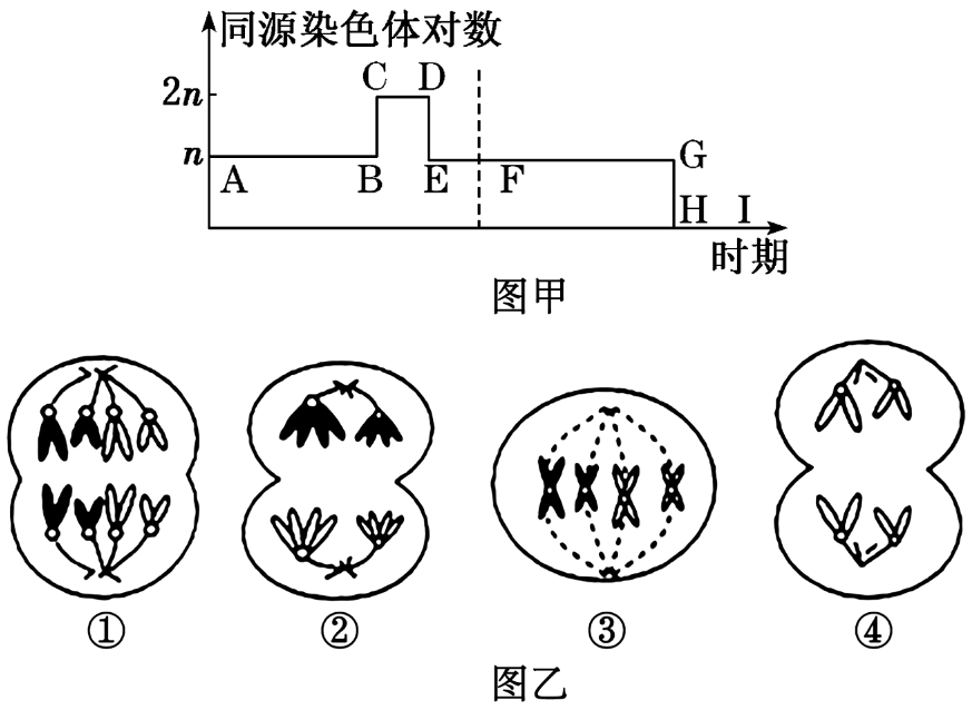 示意图生物遗传图解怎么画染色体减数分裂2n等于6的细胞图动物细胞有