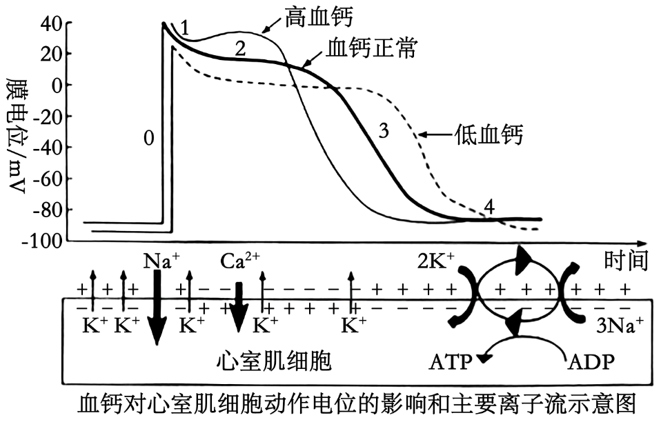 心肌细胞的动作电位图图片