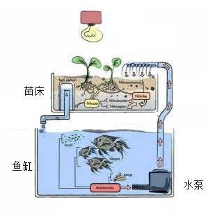 自建小型鱼菜共生系统图片