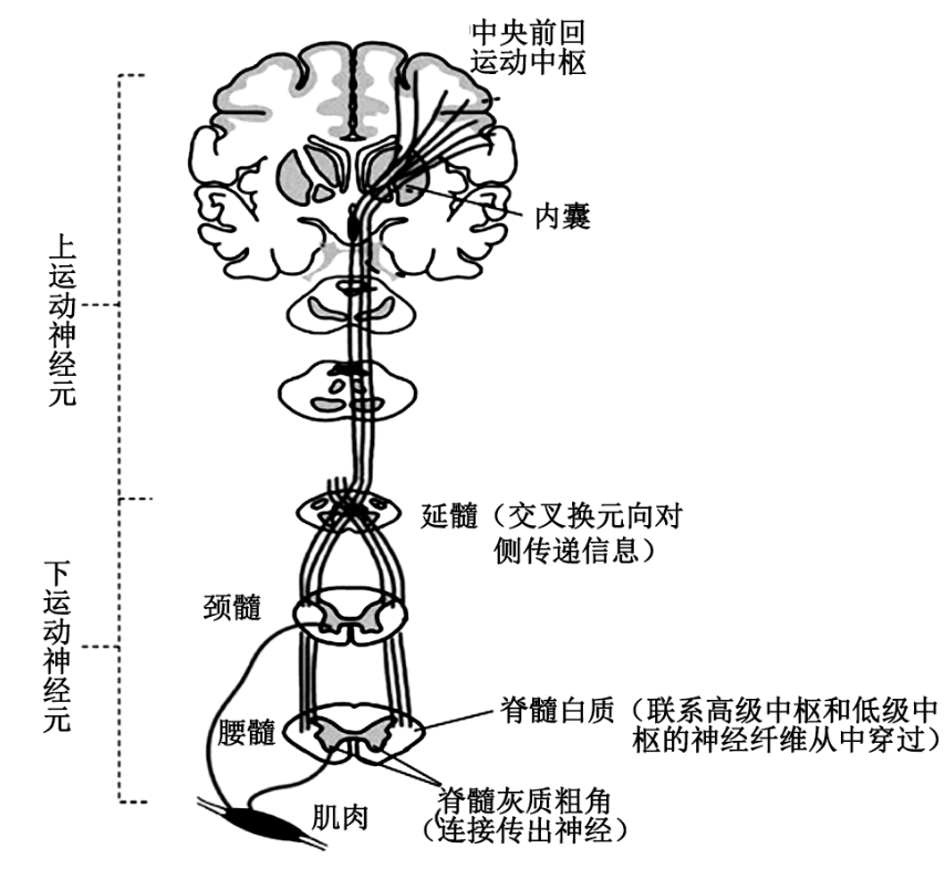 运动中枢支配区域图片