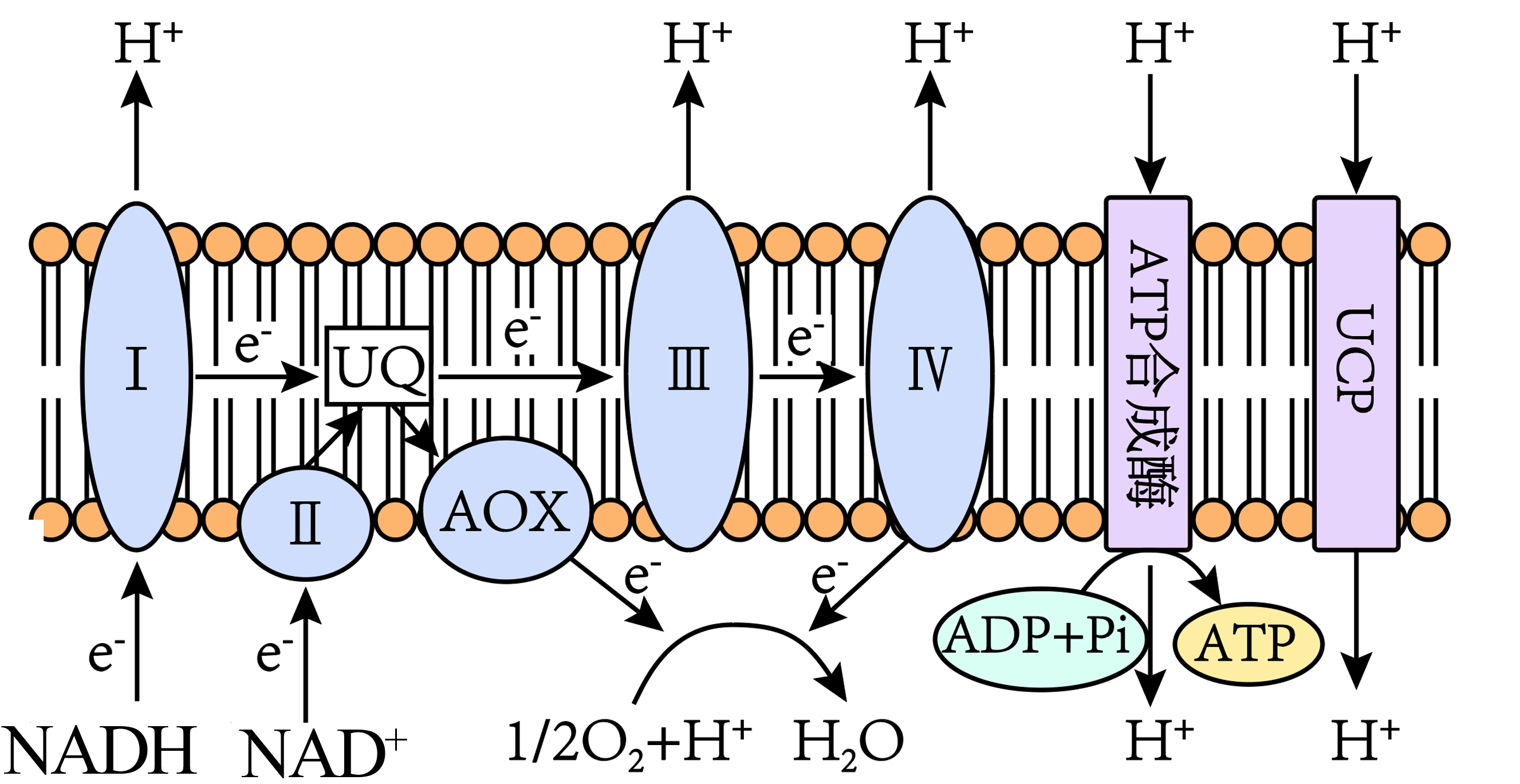 高等动植物细胞进行有氧呼吸第三阶段时,nadh中的电子经uq,蛋白复合体