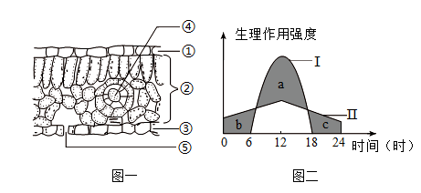 水稻叶横切面结构简图图片