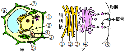 细胞亚显微结构图图片