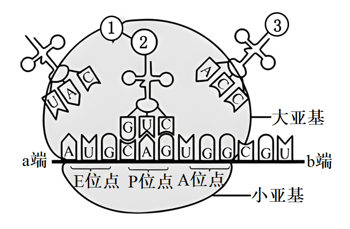 核糖体示意图图片