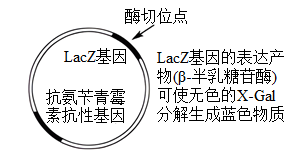 蓝白斑筛选是一种基于质粒载体的dna重组技术,它可通过改变质粒载体