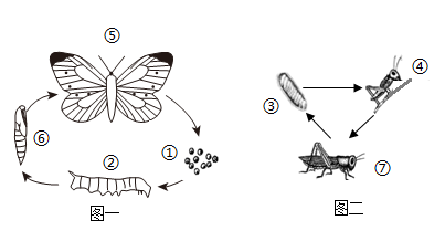 蝗虫发育过程结构图图片