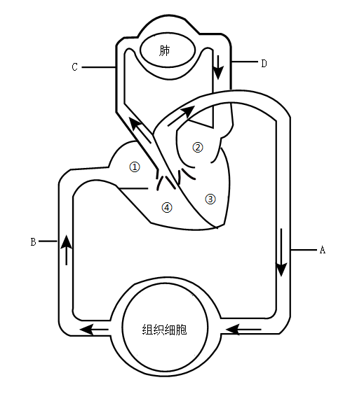 血液循环的途径简笔画图片