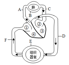 内环境液体循环示意图图片