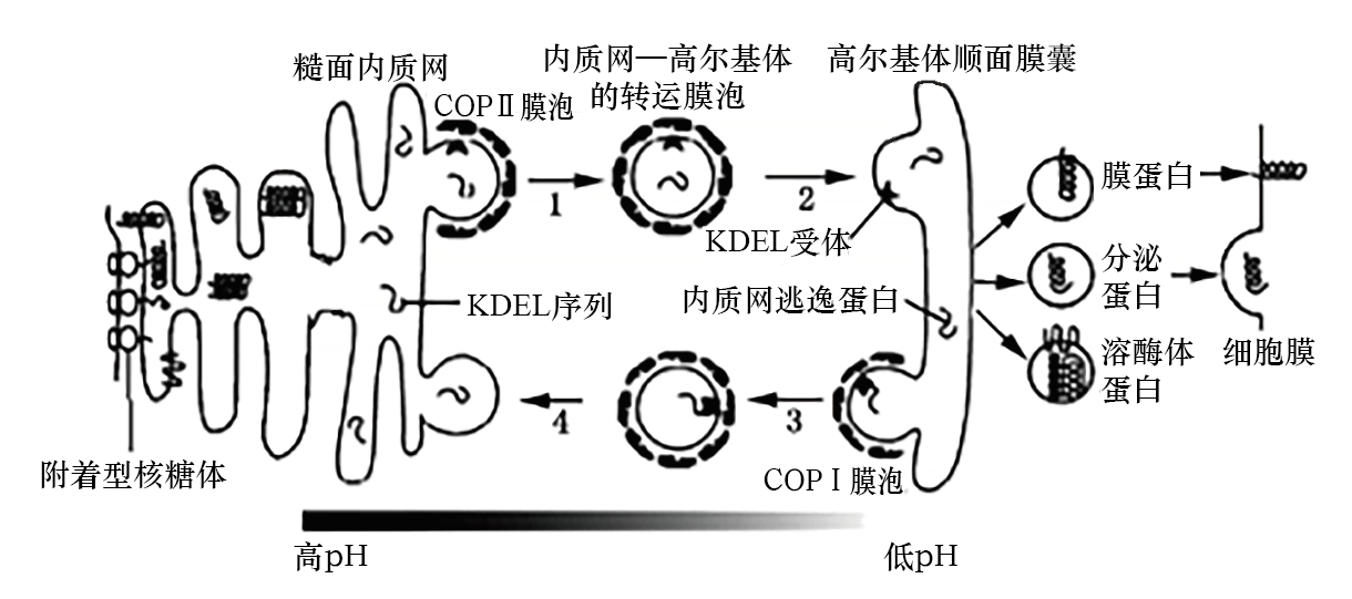 内质网高尔基体手绘图图片