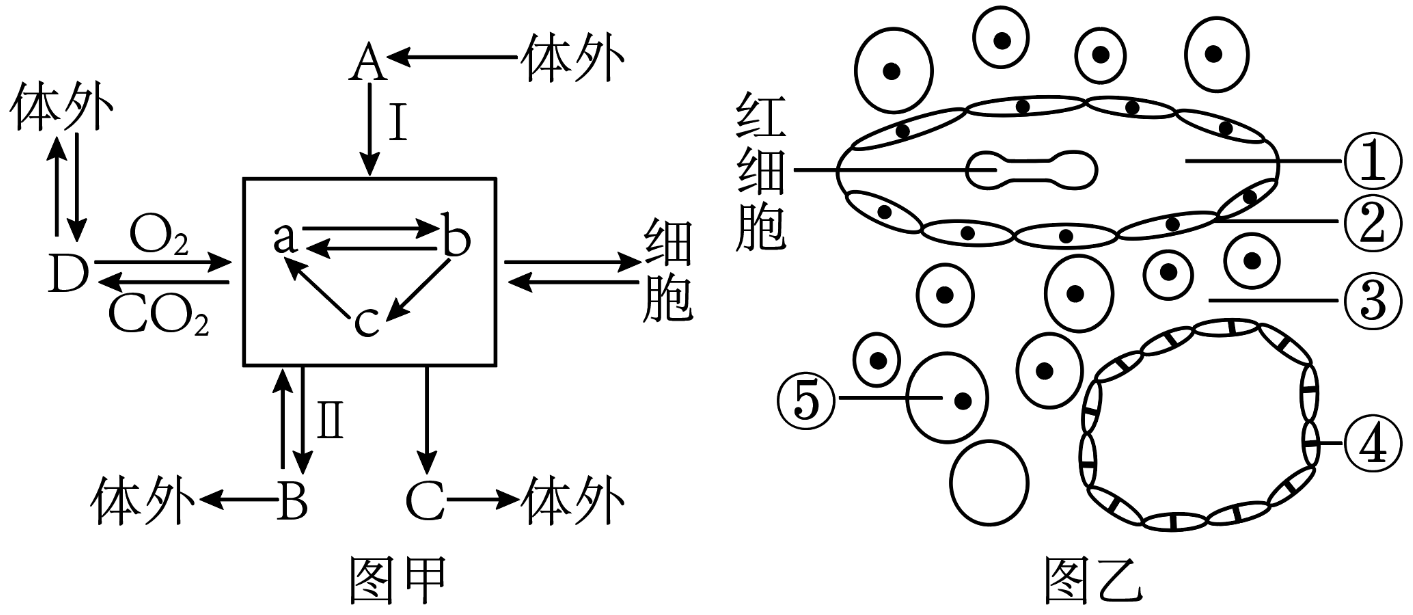 人体内环境结构示意图图片