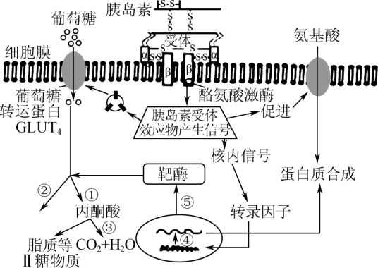 I、胰岛素受体是由两个α亚单位和两个β亚单位构成的四聚体。下图是胰岛素与肝脏细胞膜上受体结合，激活酪氨酸激酶，产生一系列的信号转导的机理，请 ...