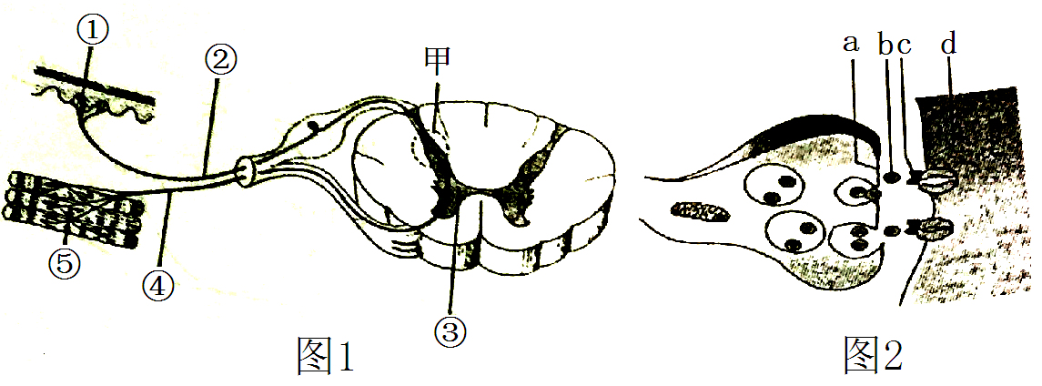 模式图,其中①﹣⑤表示反射弧的五个组成部分;图2为图1中甲处突触结构